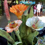 PF Flowers Patricia Scott
